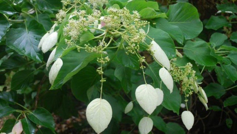 Cây Toàn địa phong. Schizophragma integrifolium - Cây Thuốc Nam Quanh Ta